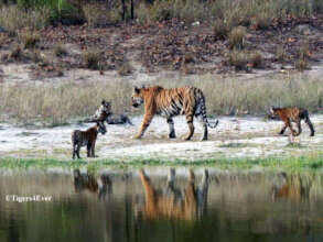 Our patrols need to keep waterholes snare free