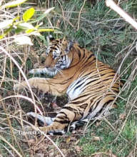 Tiger resting in long grass near a village