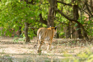 Don't Turn Away when wild Tigers Need You