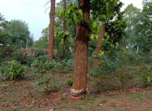 Ringing destroys healthy trees in tiger forests