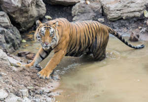 Alpha male tiger in a rock pool waterhole