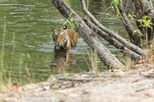 A young tigress walks through a river to stay cool