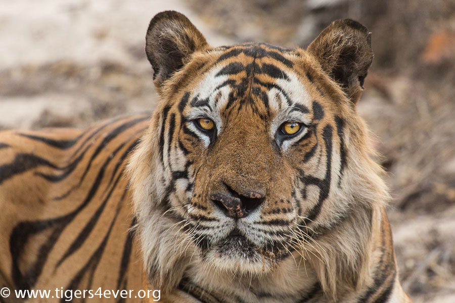 Reports on Saving Bandhavgarh's Wild Tigers from Poachers - GlobalGiving