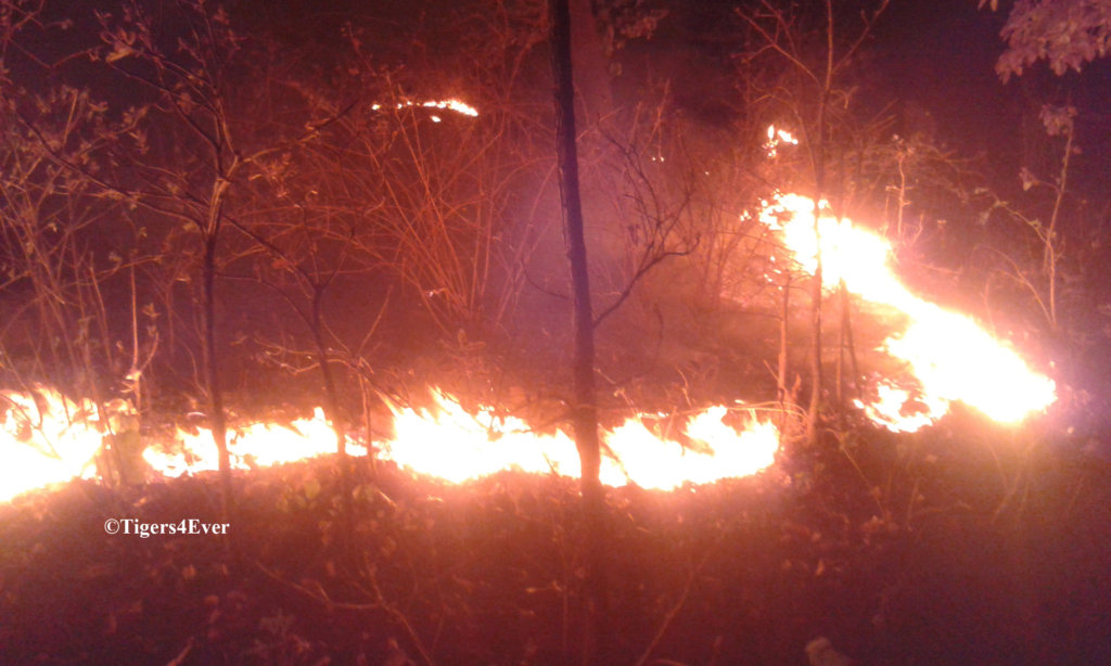 Saving Bandhavgarh's Wild Tigers from Poachers