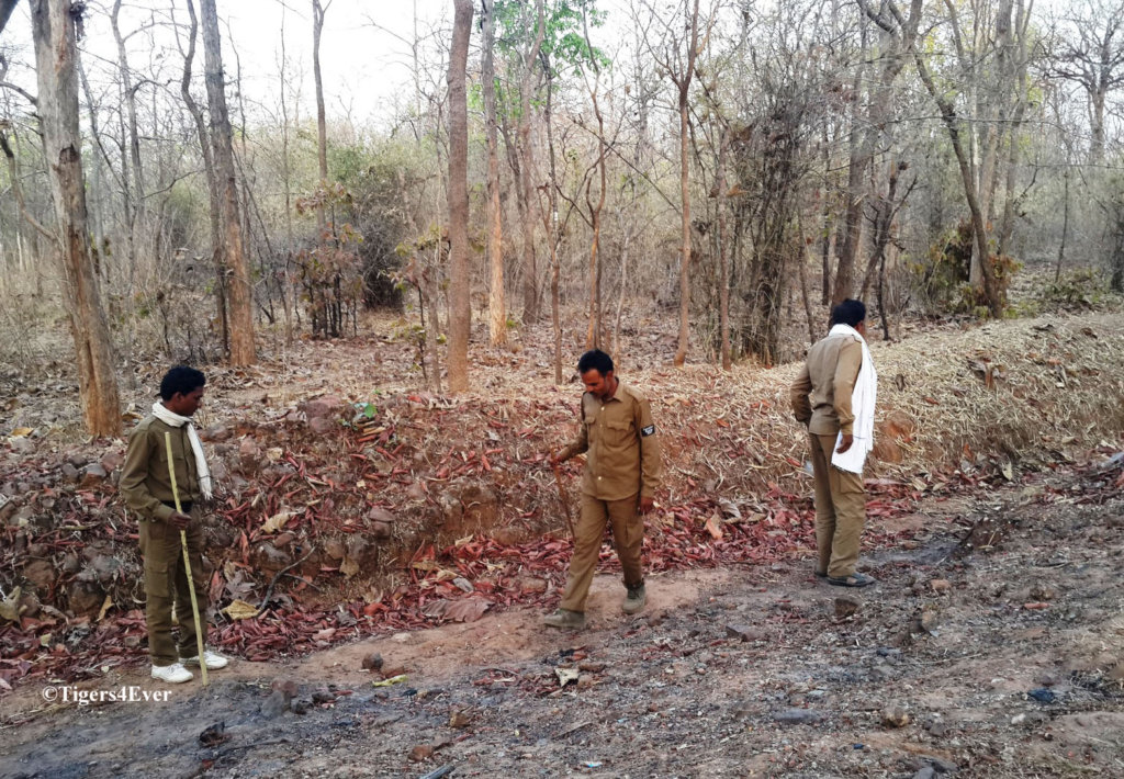 Saving Bandhavgarh's Wild Tigers from Poachers