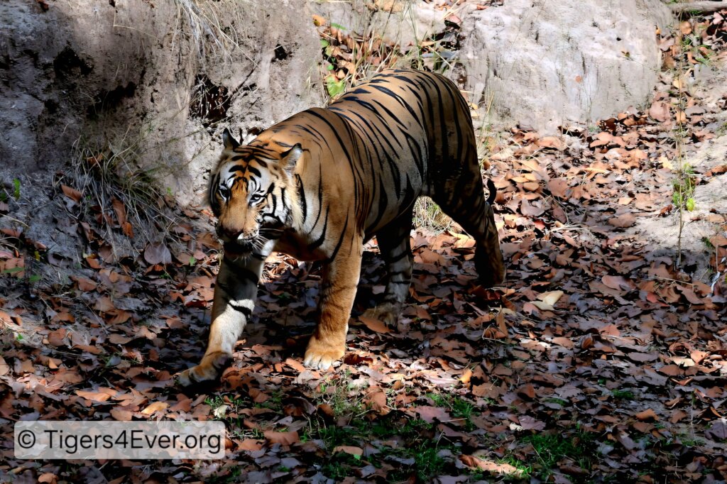 Saving Bandhavgarh's Wild Tigers from Poachers