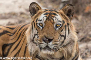 Wild Tiger - Bandhavgarh National Park