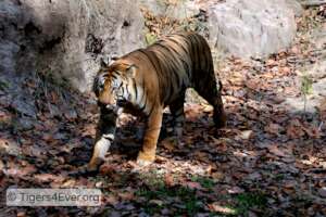 Tiger in Sunlight