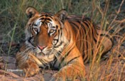 Saving Bandhavgarh's Wild Tigers from Poachers