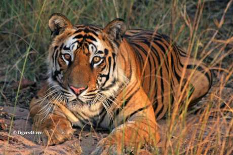 Saving Bandhavgarh's Wild Tigers from Poachers