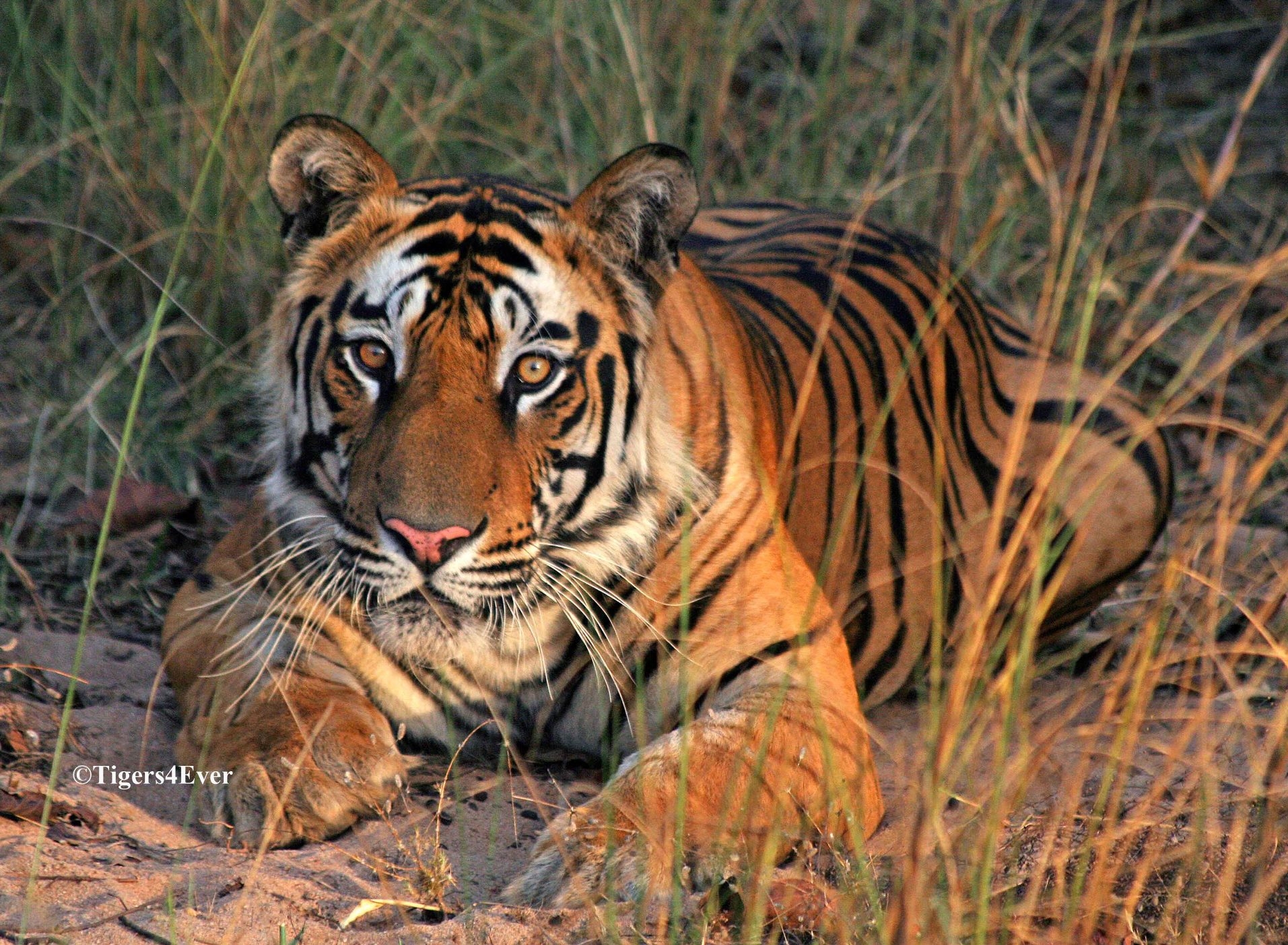 Reports on Saving Bandhavgarh's Wild Tigers from Poachers - GlobalGiving