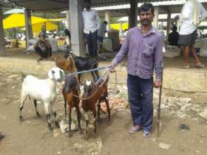 Manjunath with his goats