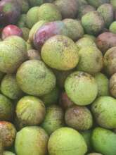 Supplus of mango production