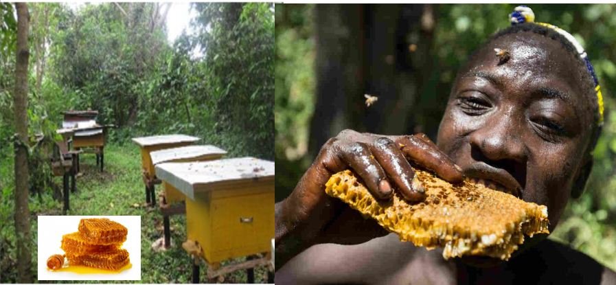 Save Lives, Conserve Environment with Agroforestry