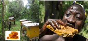 Harvest of honey. The trees can give nectar = cash