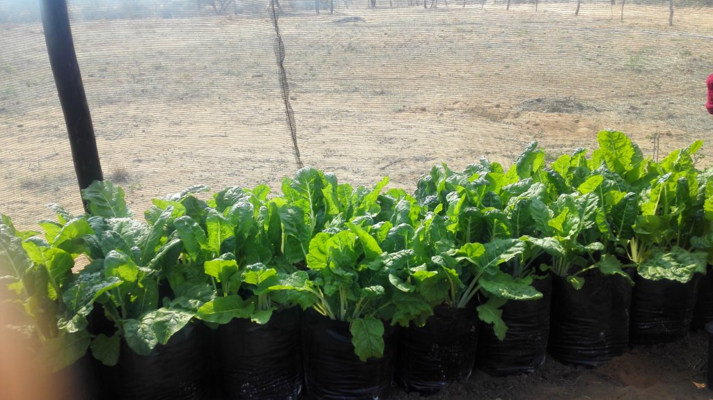 Food Security For 500 Children In Namibia