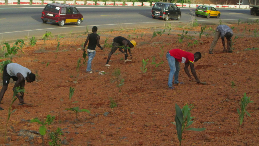 Reversing Deforestation and Global Warming