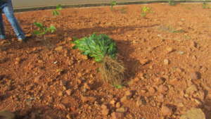 Seedlings ready for planting