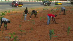 Planting trees to restore a green environment