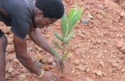 Reversing Deforestation and Global Warming