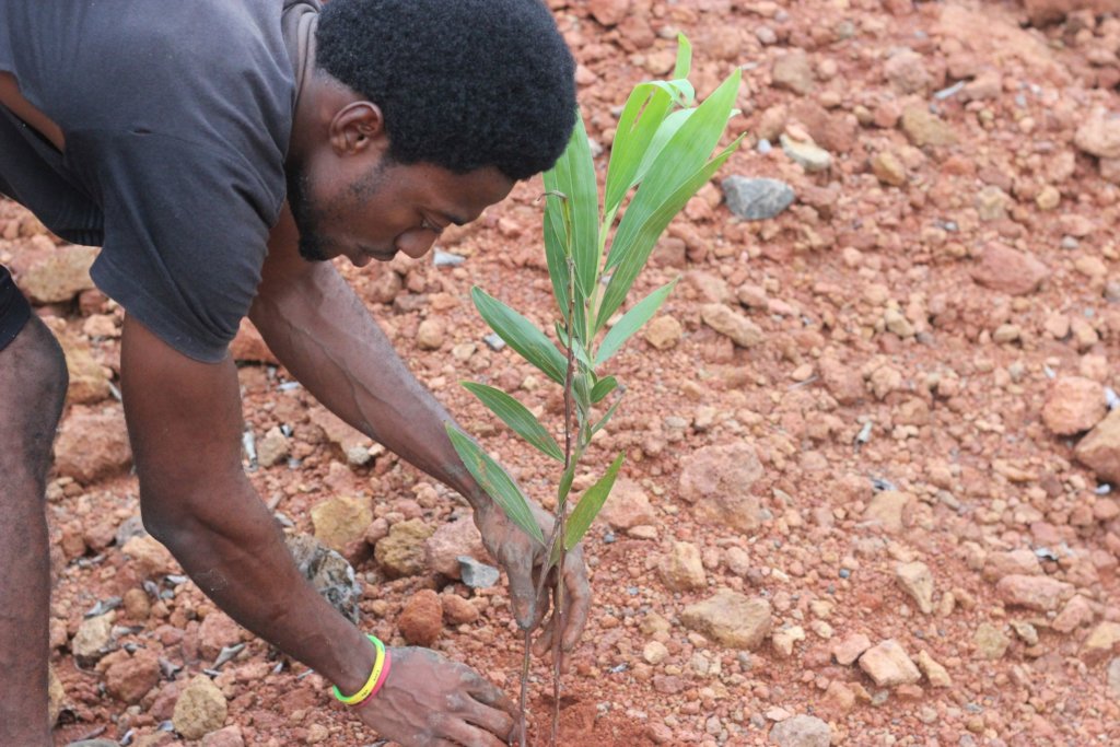 Reversing Deforestation and Global Warming