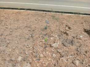 sowing and growing for the future