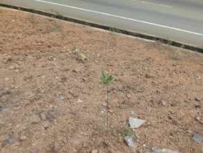 these trees should help prevent future landslides