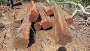 Illegal logs taken by PLCN Activists' smartphone