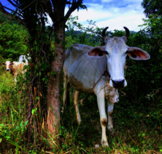 Mr. Kho is raising cows to support his family.