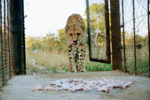 Martin eating