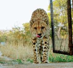 Martin the Cheetah