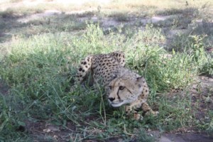 Martin the cheetah