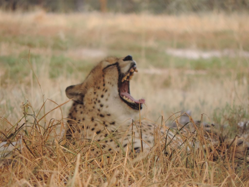 Support Martin our Cheetah