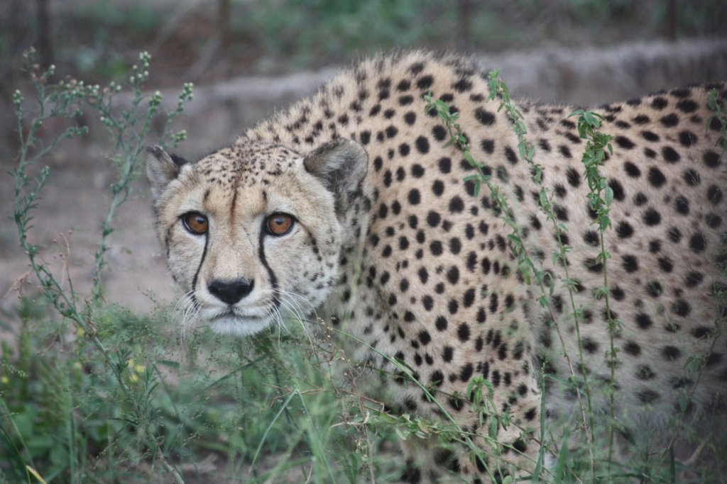 Support Martin our Cheetah