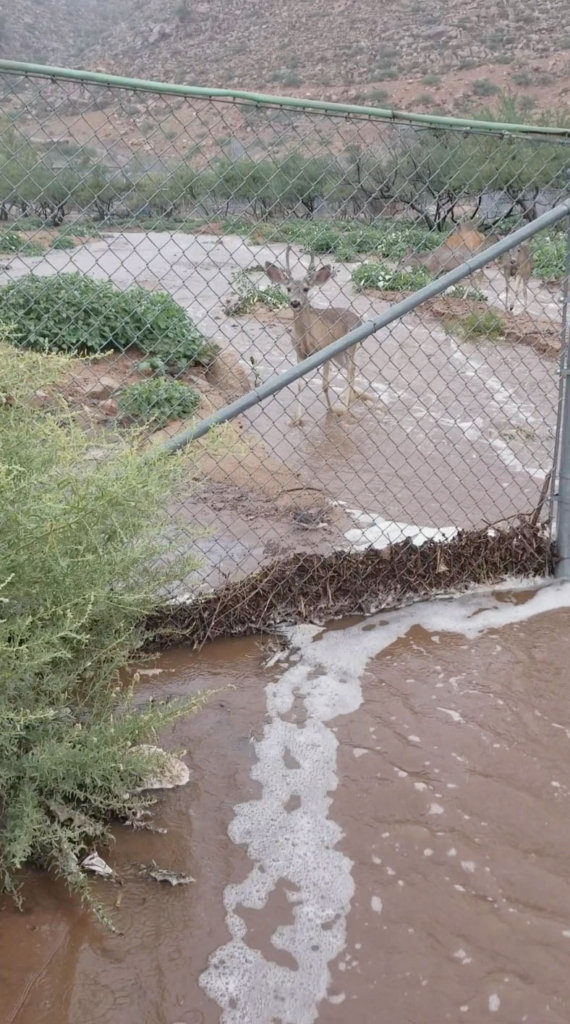 FLOOD DAMAGE RELIEF FUND