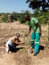 Planting Moringa tree