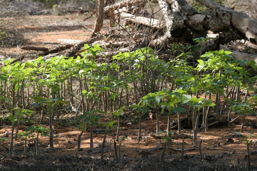 Malagasy Community Reforestation Institute