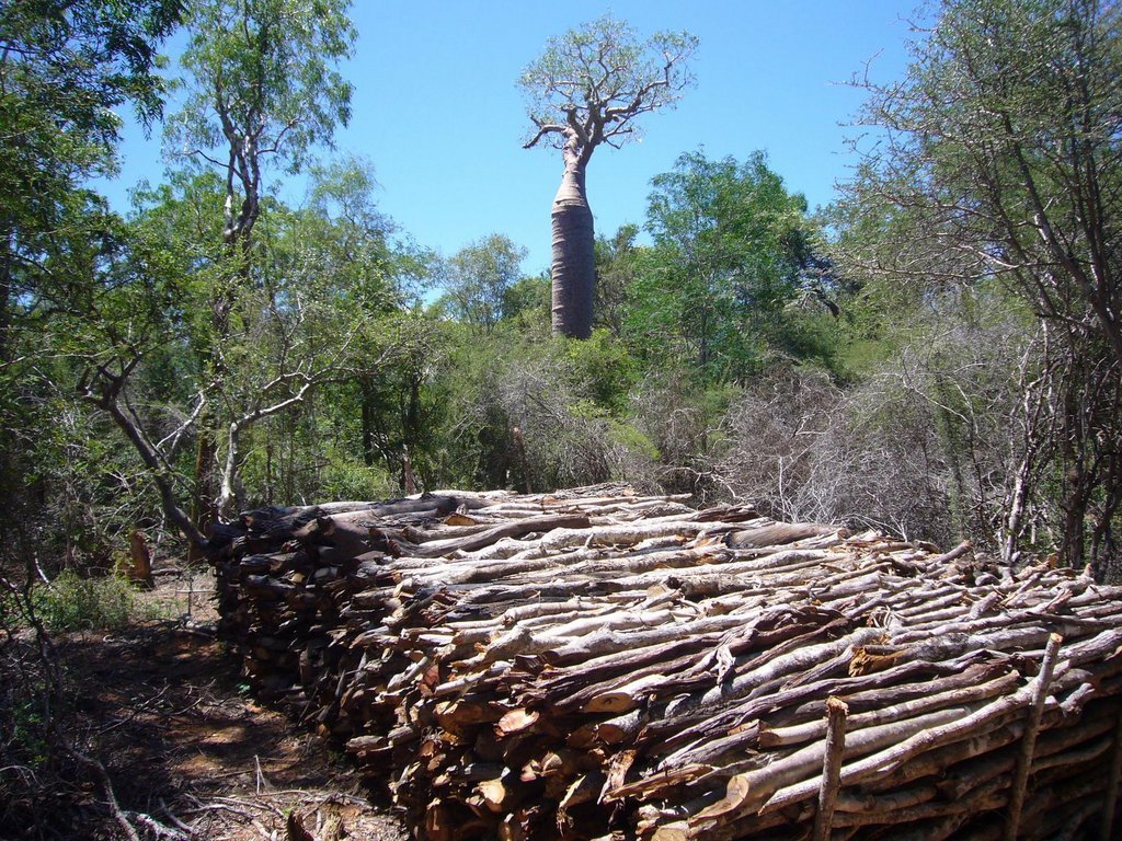 Malagasy Community Reforestation Institute