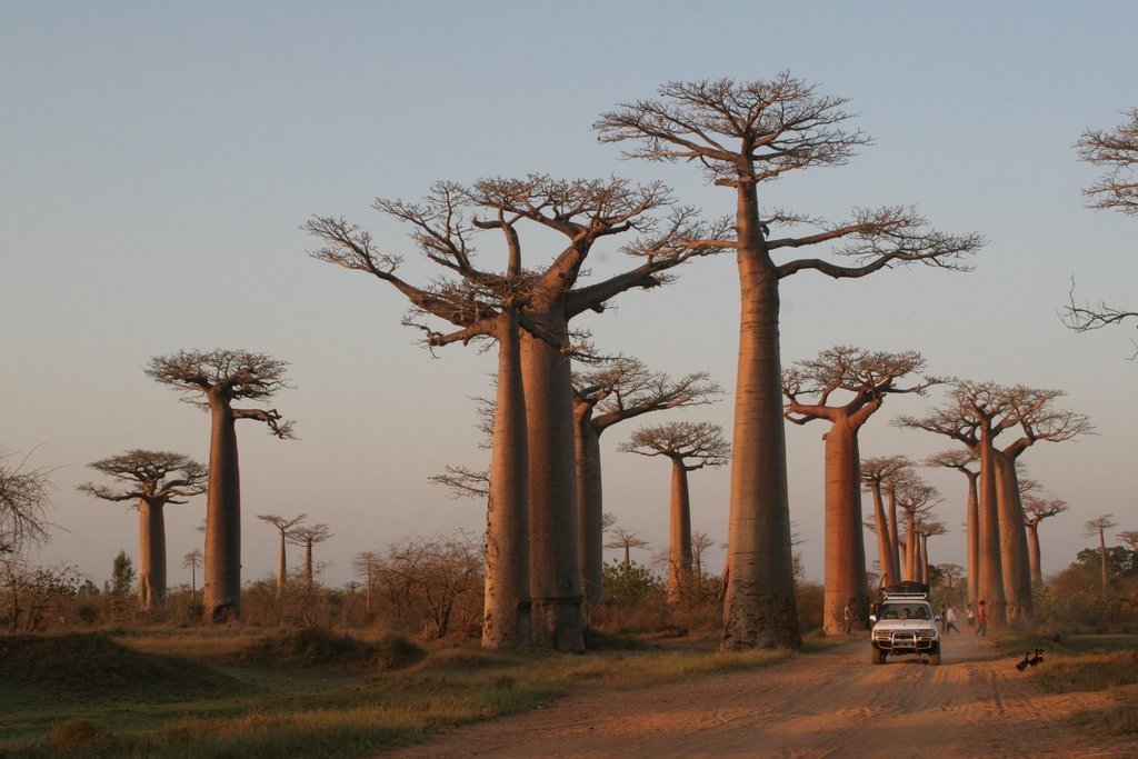 Malagasy Community Reforestation Institute
