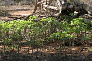 Jatropha Nusery