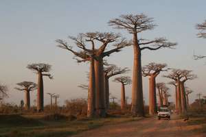 Majestic Baobab Forest