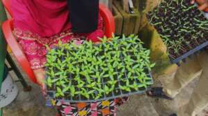 Seedlings raised