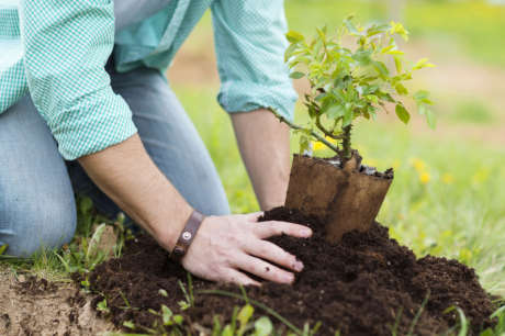 Plant a Tree in Karachi - Help Climate Change