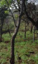 Temple Forest Promotion and Conservation