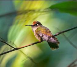 Brown-headed Hummingbird