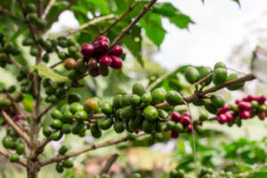 Coffee fruits