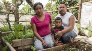 Growing vegetables