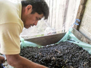 Vermicompost 3