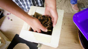 Transfering meliponas from clay pots to boxes