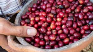 Raw coffee cherries